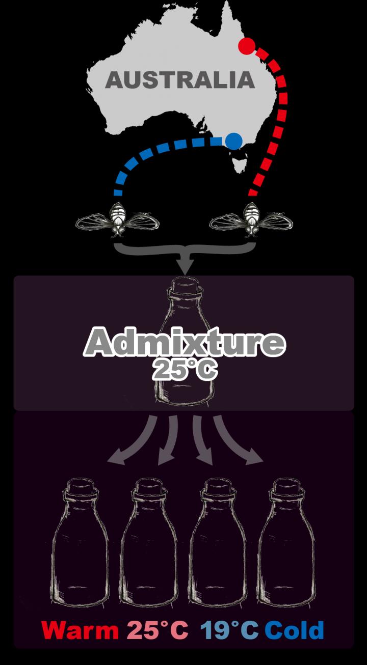 Schematic Diagram of the Experiment