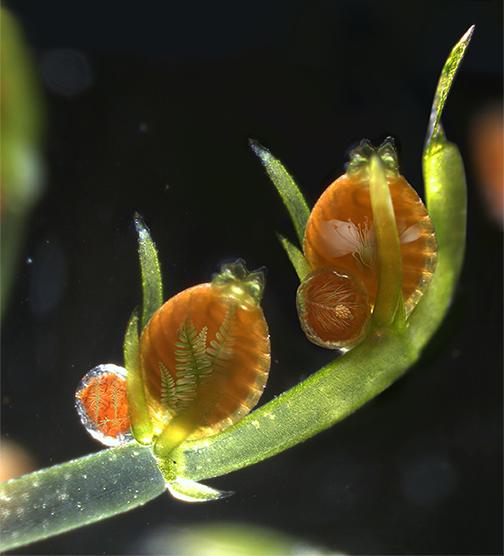 <em>Chara braunii</em>