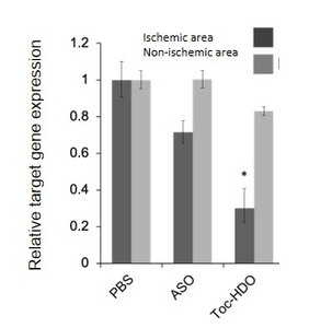 High gene-silencing efficacy of lipid-HDO  on ischemic area