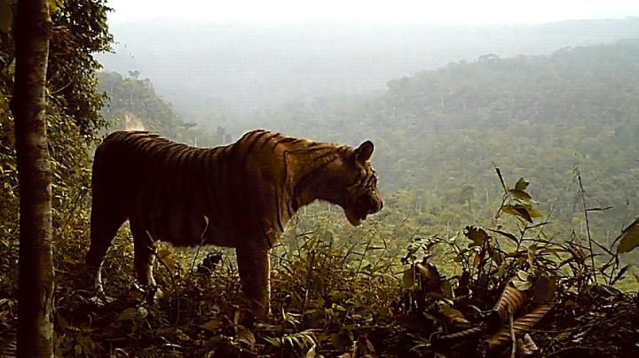 Gif of a Tiger Caught on a Camera Trap