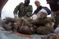 Veterinarian and Margaret Crofoot Place GPS Collar on Female Baboon