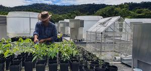 Dr Alexander Cheesman tending seedlings