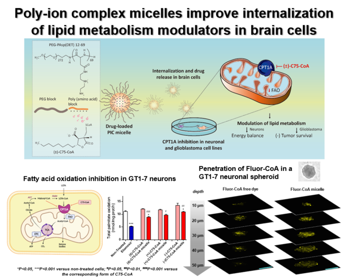 Poly-ion complex micelles improve internalization of lipid metabolism modulators in brain cells