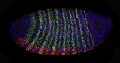 Midblastula Transition