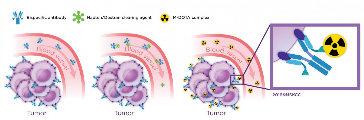 Three-Step DOTA-PRIT Based on Targeting with an IgG-scFv Bispecific Antibody