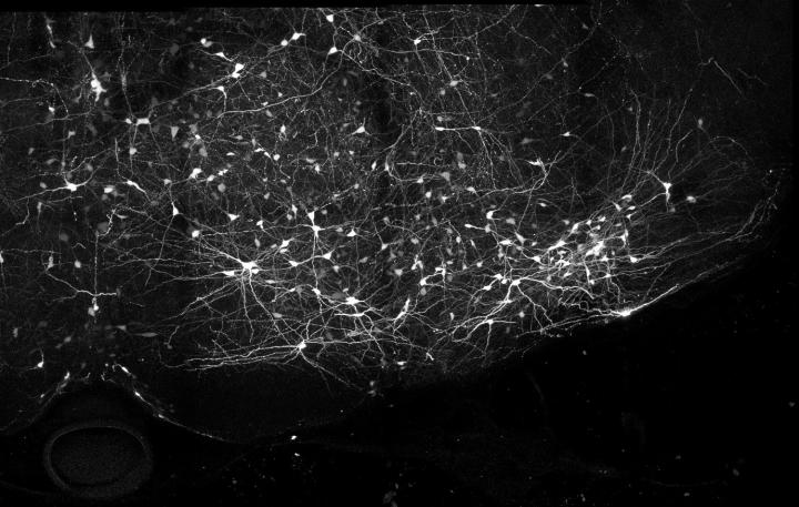 Neurons