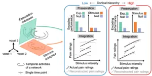 Figure 1. Hypothesis on the preservation and integration of pain information