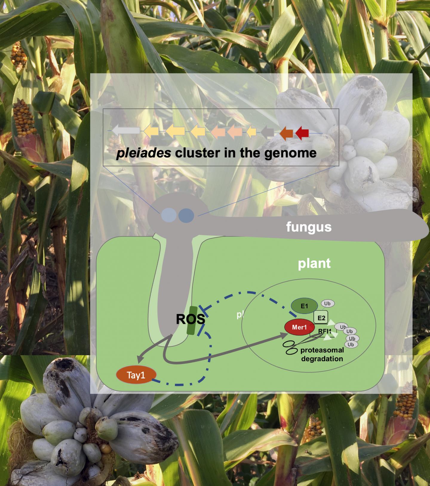 Schematic representation of the Pleiades' mechanism of action