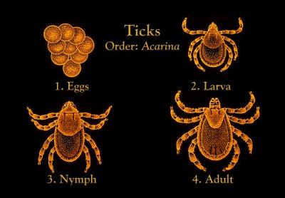 Different Stages of a Tick Lifecycle.