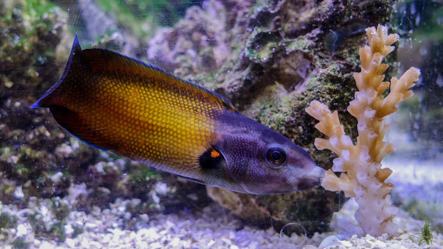 Tubelip Wrasse