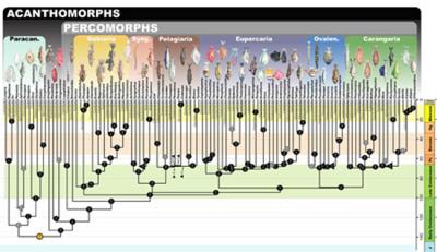Evolutionary History of Major Groups of Acanthomorphs