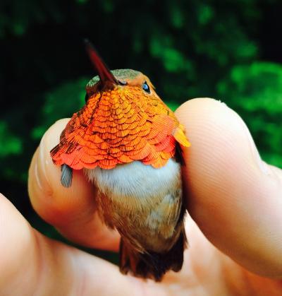 Rufous Hummingbird