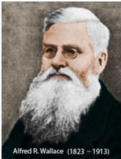 Alfred Russel Wallace: Co-Founder of the Theory of Biological Evolution