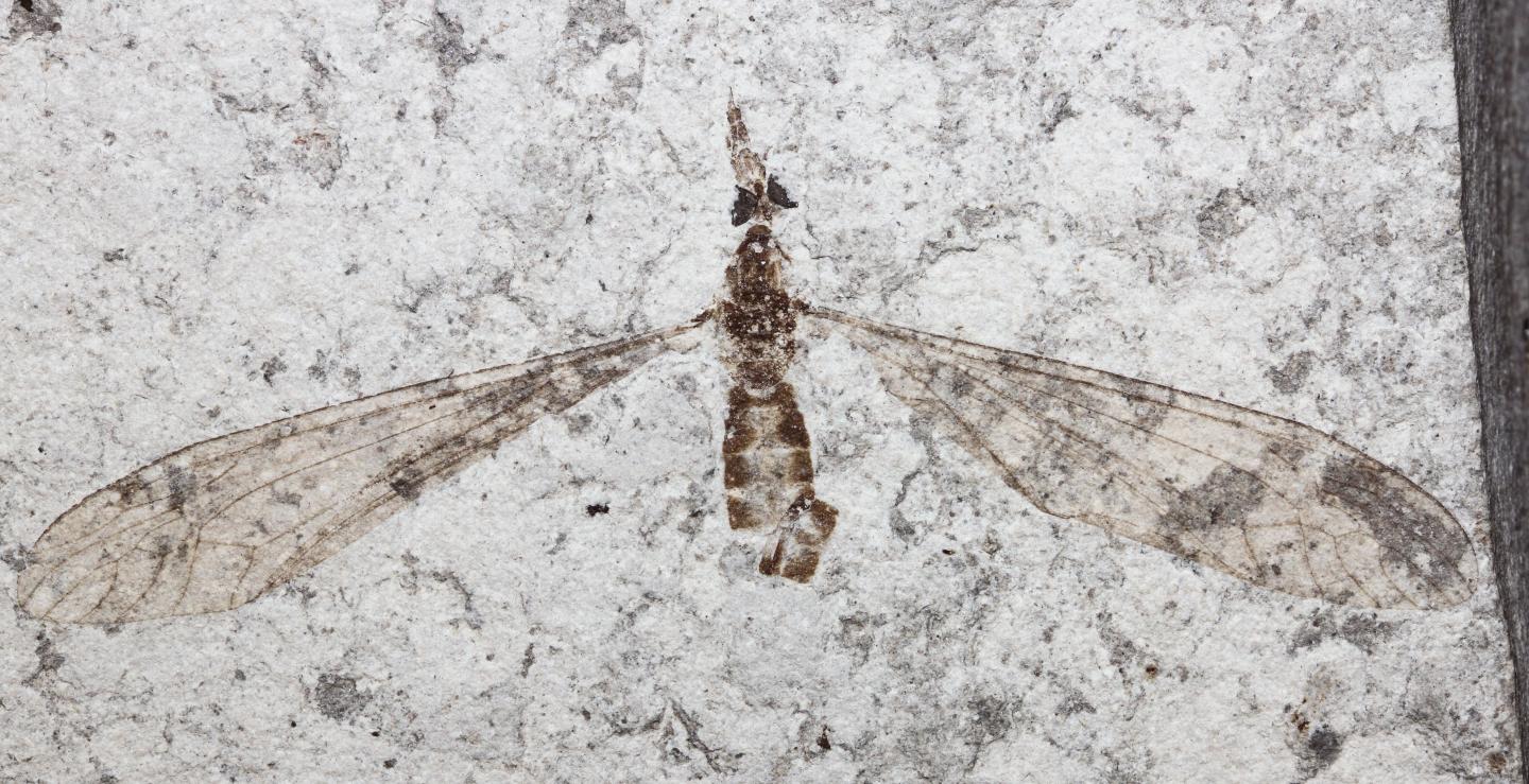 Crane-fly 1