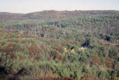 Forest Cover in Slab City, 2010