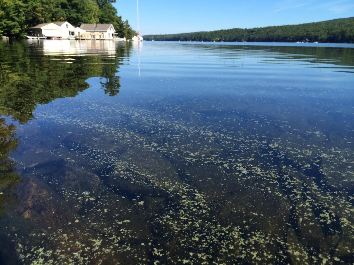 A Cyanobacterial Bloom on the Surface of Lake Sunapee, N.H.