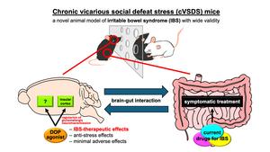 Overview of the study: Opioid delta-receptor agonists alleviate stress-induced IBS symptoms via the insular cortex