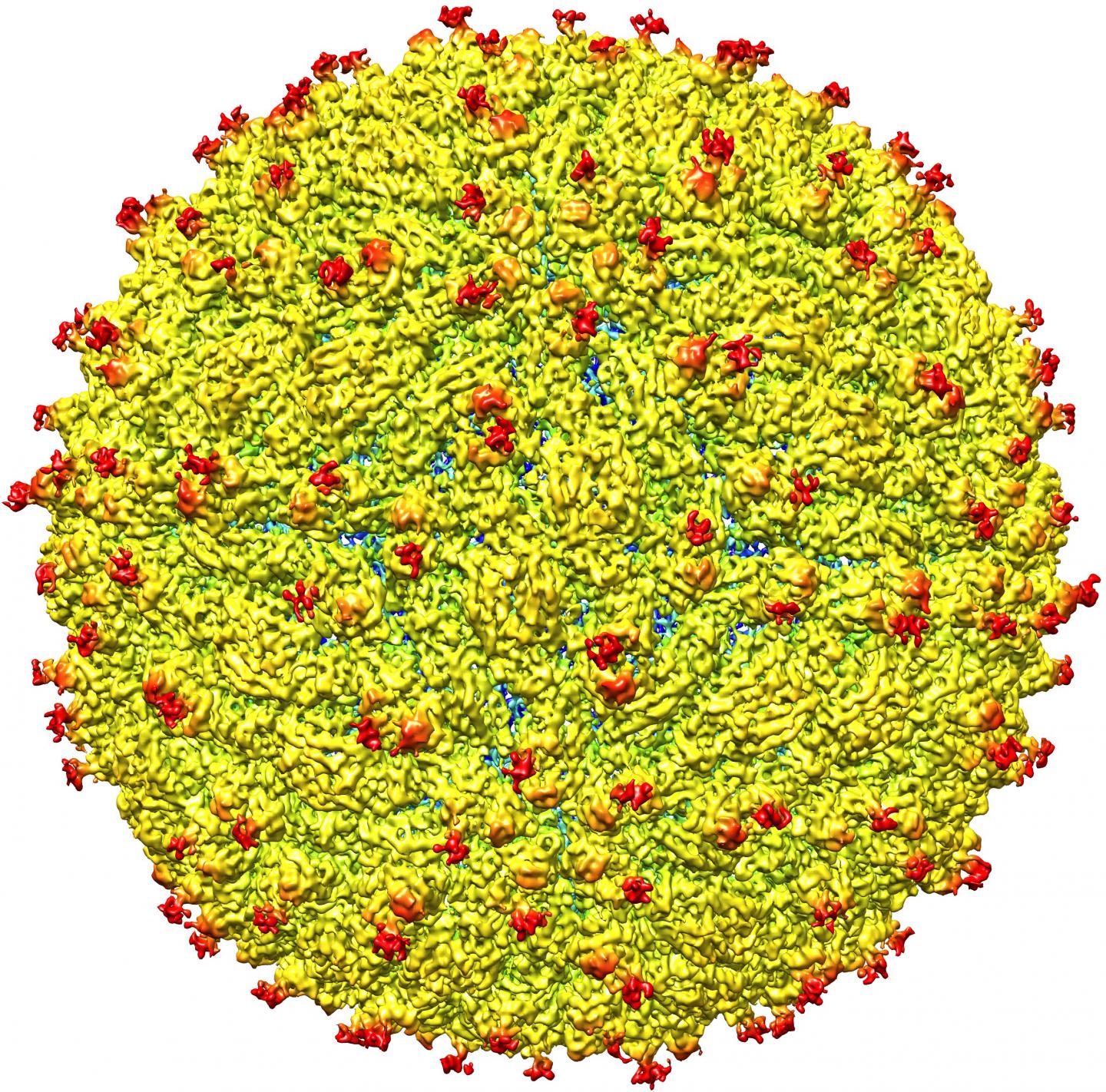 Structure of Zika Virus Revealed