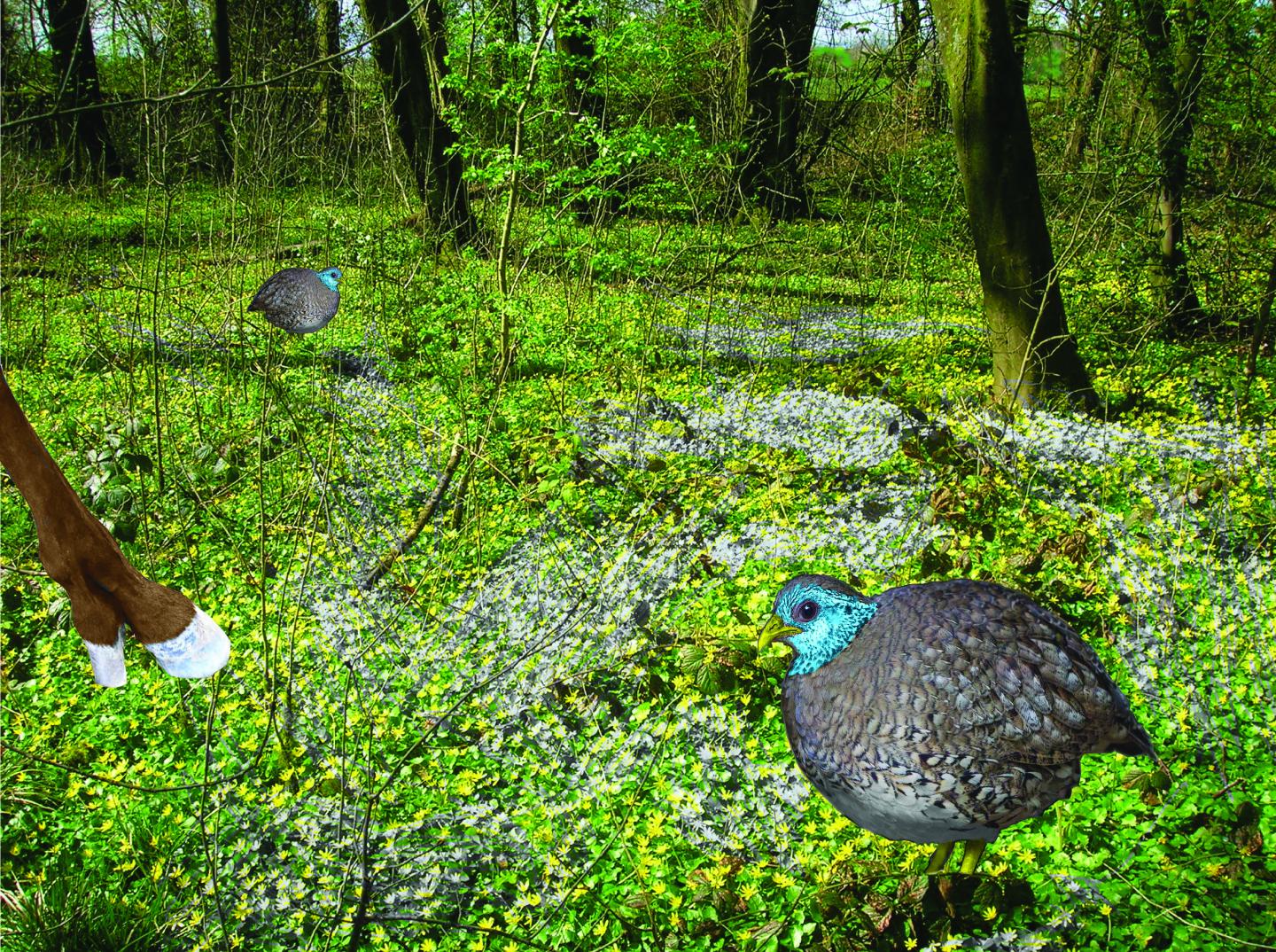 Reconstruction of Uintan galliform habitat