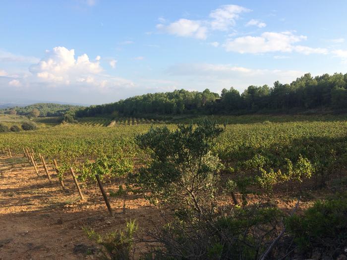 Active vineyards