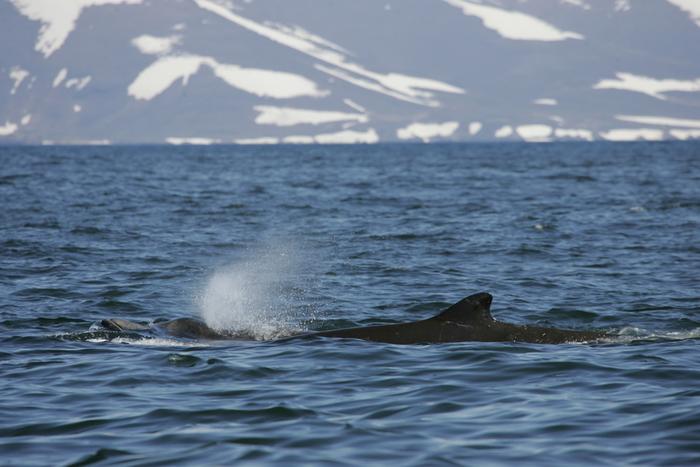 beaked whale