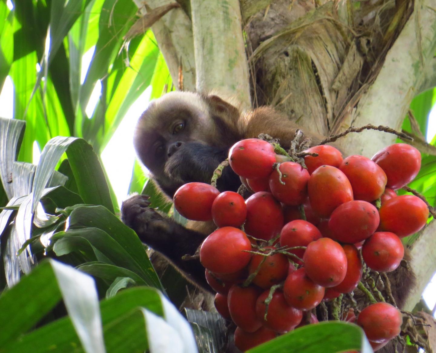 Capuchin with Fruit