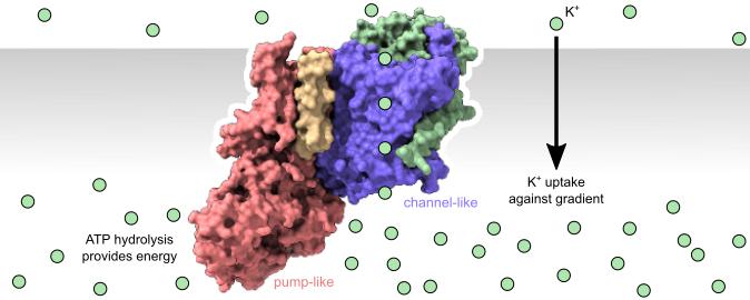 Channel and Pump Super-Families Create Active Ion Transport Together