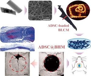 A schematic illustration of rADSC-loaded tubular units composed of multilayer electrospun membranes promoting bone regeneration of critical-sized skull defects