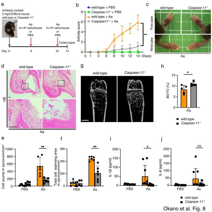 Caspase-11 drives interleukin-1β (IL-1β) secretion in paws and affects clinical severity of arthritis in mice infected with Aggregatibacter actinomycetemcomitans (A. actinomycetemcomitans)