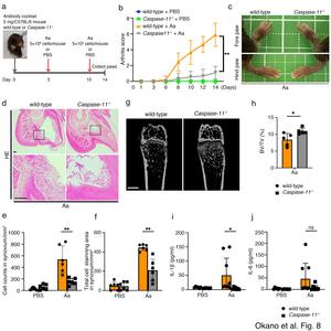 Caspase-11 drives interleukin-1β (IL-1β) secretion in paws and affects clinical severity of arthritis in mice infected with Aggregatibacter actinomycetemcomitans (A. actinomycetemcomitans)