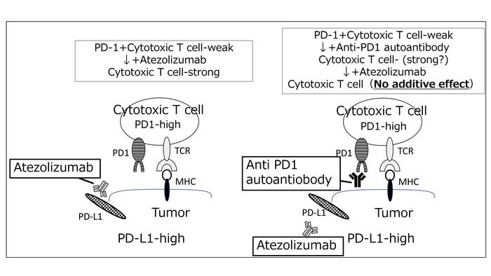 Anti-programmed cell death 1 (anti-PD-1) autoantibody as a biomarker for prognosis of cancer