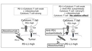 Anti-programmed cell death 1 (anti-PD-1) autoantibody as a biomarker for prognosis of cancer