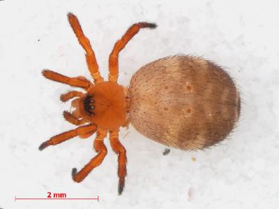 <i>Euryopis flavomaculata</i>