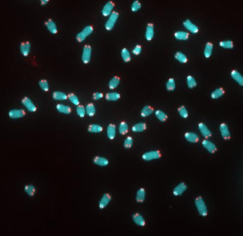 Telomeres in Cell Division