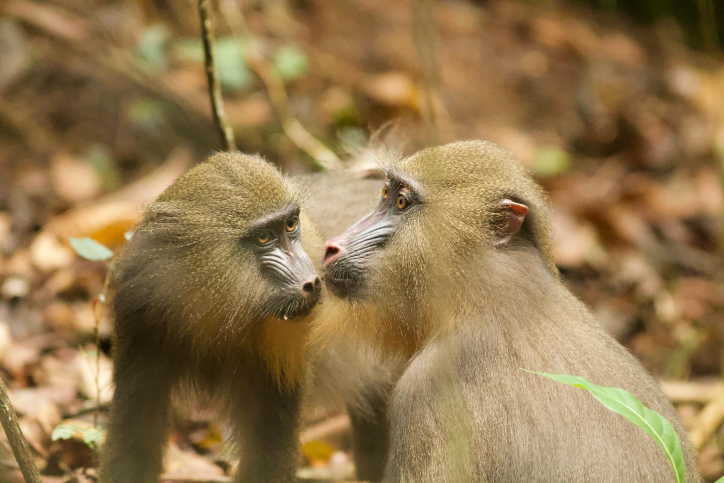 Is the Similarity of Facial Features in Mandrills a Consequence of Selection?