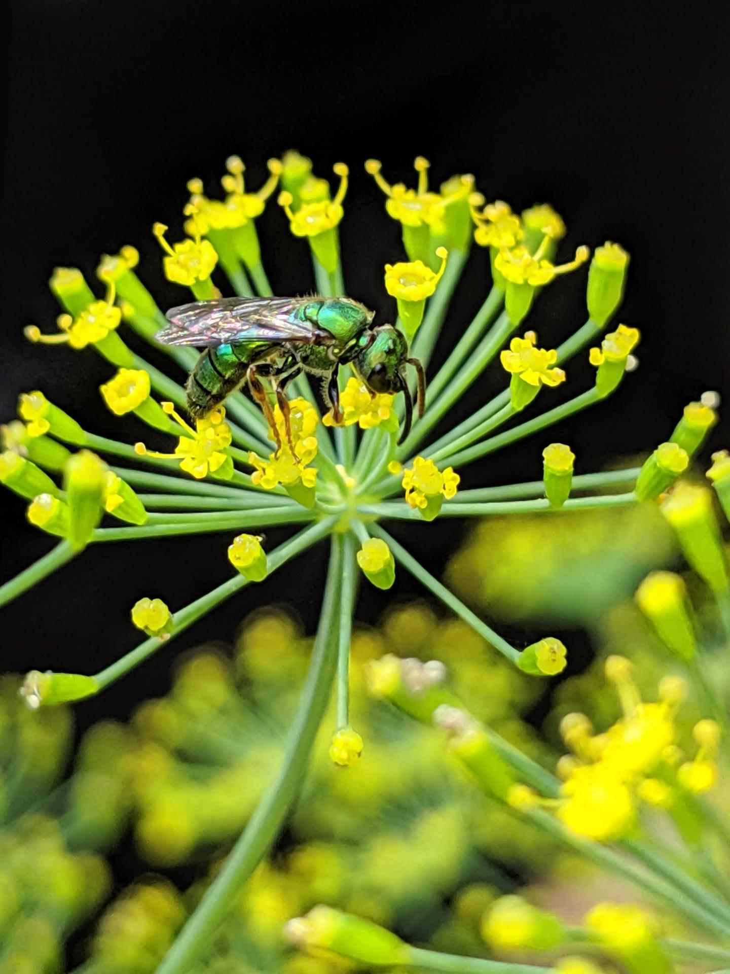 Metallic green sweat bee