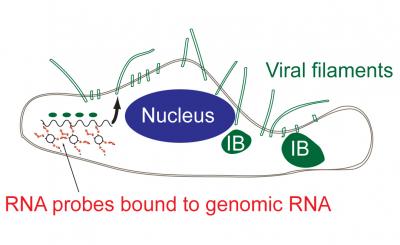 RSV Probe in Cell