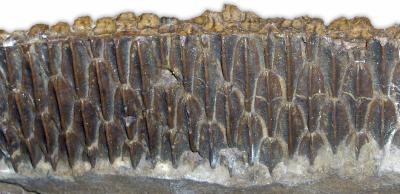 Teeth from the Lower Jaw of a Hadrosaur