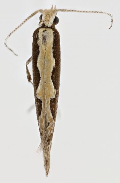 <i>Plutella xylostella</i>
