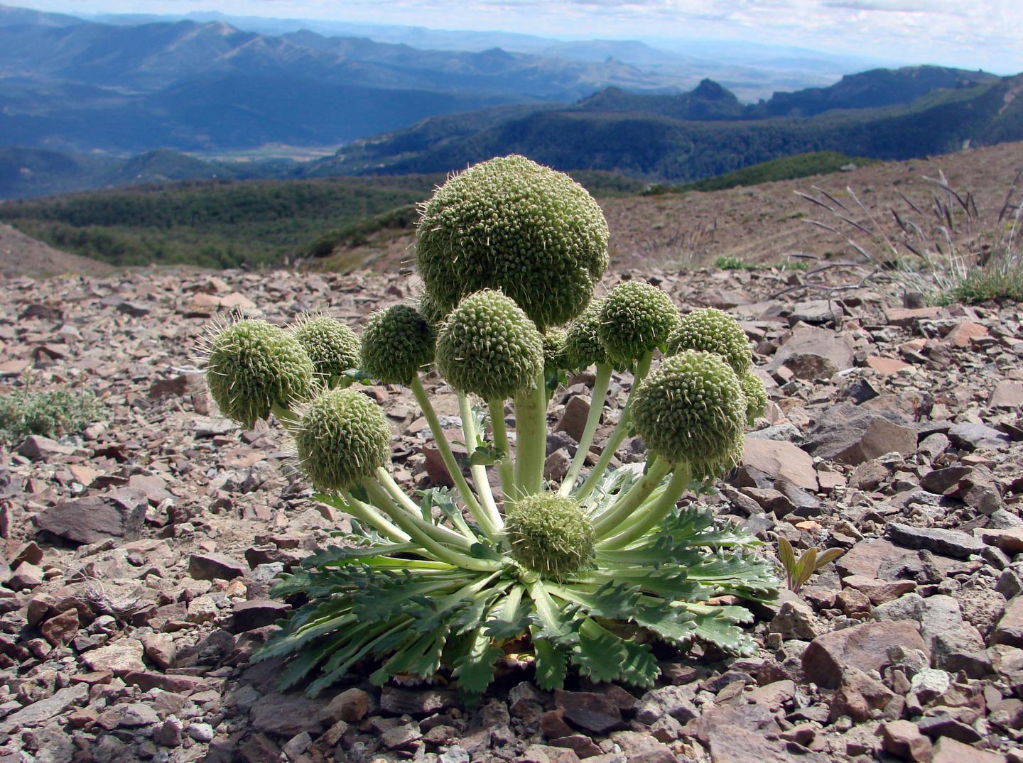 A Detailed Map of North and South America's Plant Diversity (3 of 15)