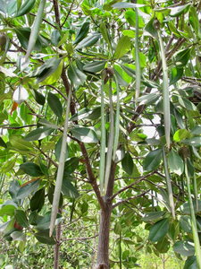Propagules of the mangrove species Rhizophora mucronata