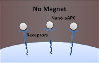 Nanoscale Artificial Antigen Presenting Cells without Magnets