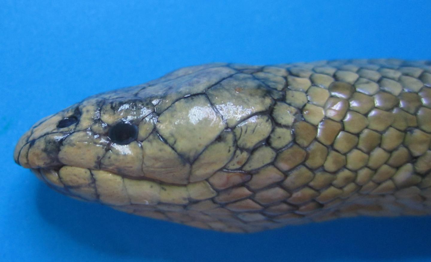Günther's Sea Snake