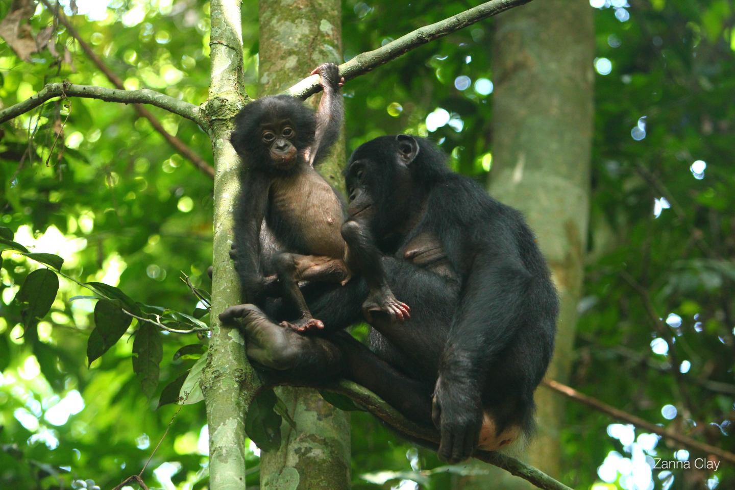 Adult and Child Bonobo