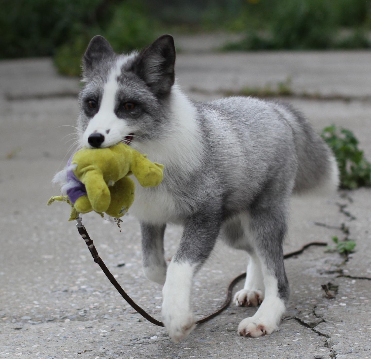 Breeding Foxes for Opposite Behaviors Produces Similar Brain Changes