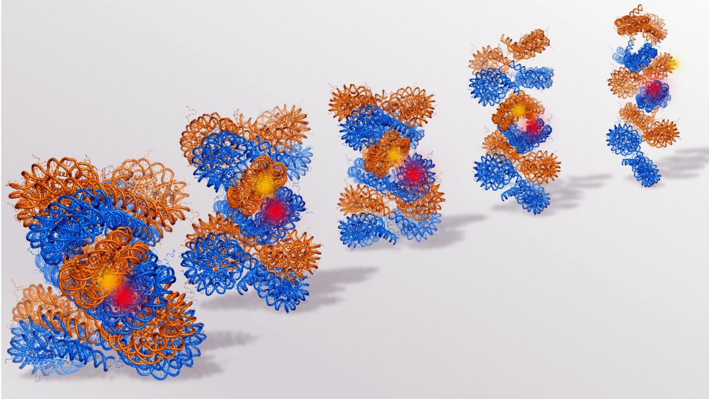 An Illustration of Chromatin (on the Left) Opening Up to Individual Nucleosomes (Right)