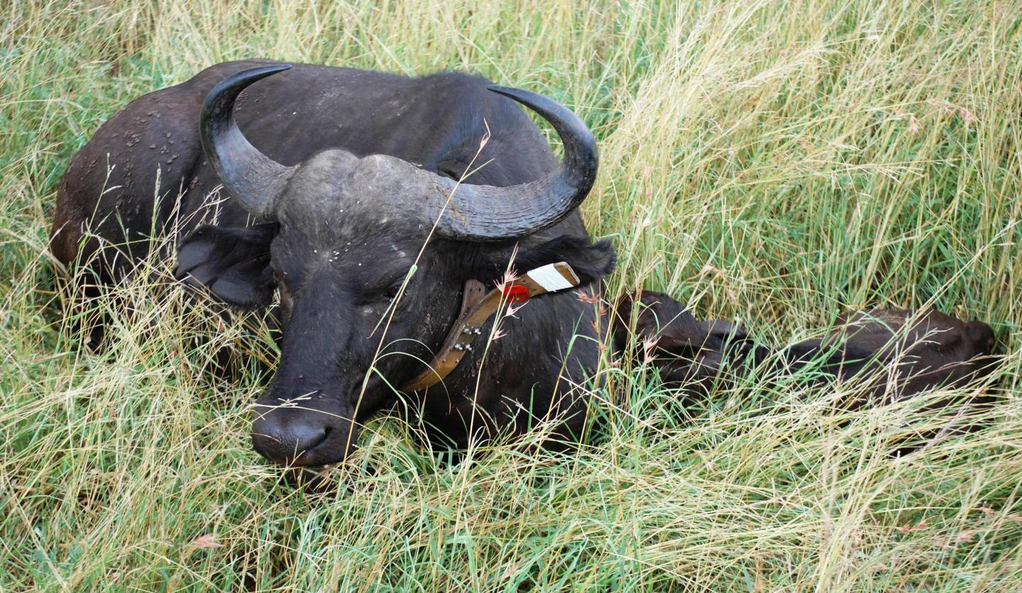 Treating Buffalo for One Infection Helps Spread Another 4 of 5)