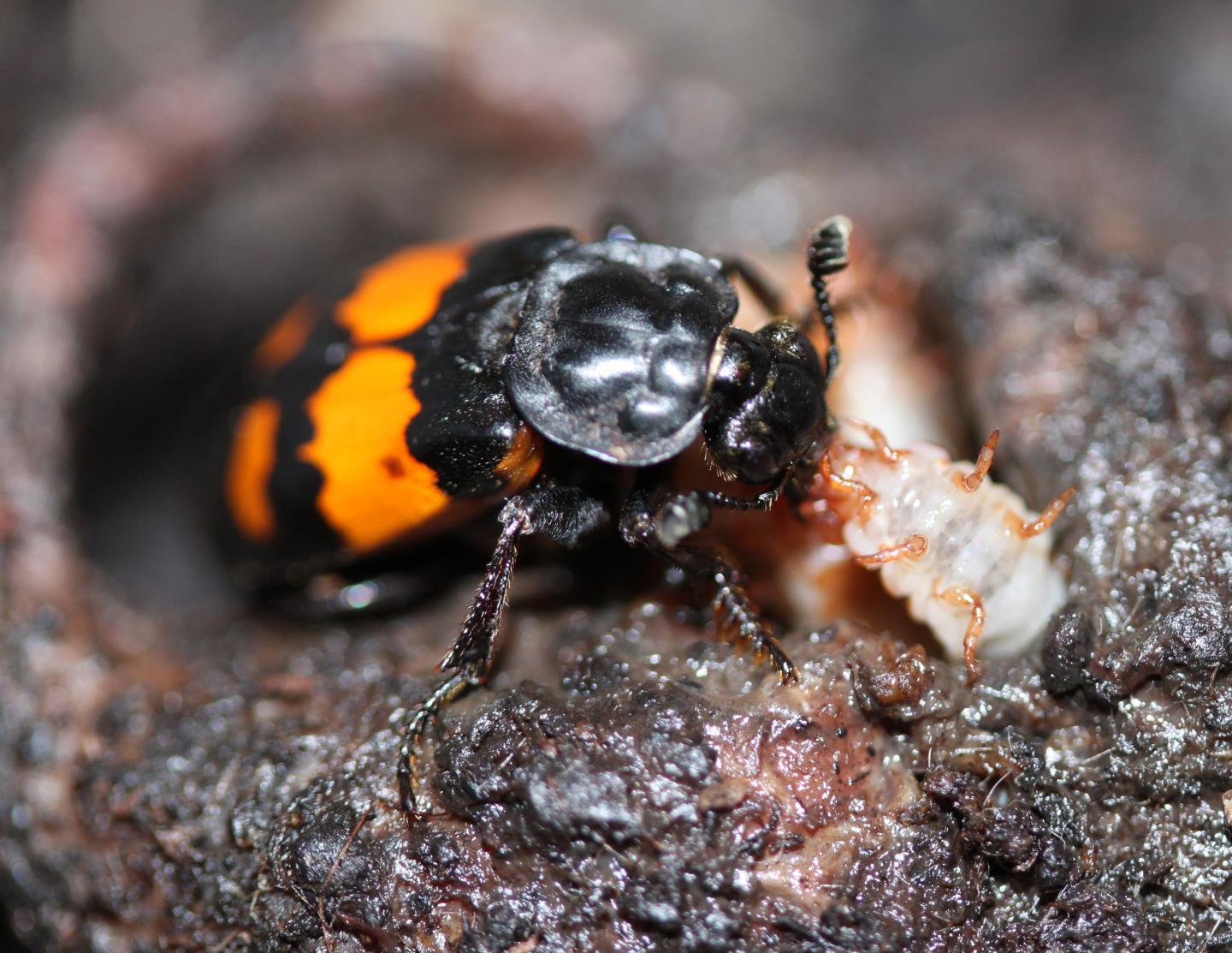 Burying Beetle Feeding its Young