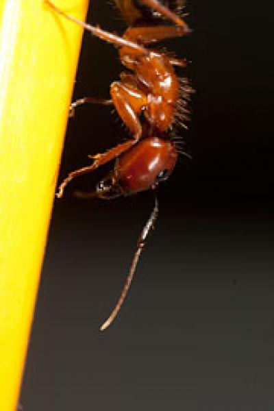 Comparing Ant Genomes (1 of 2)
