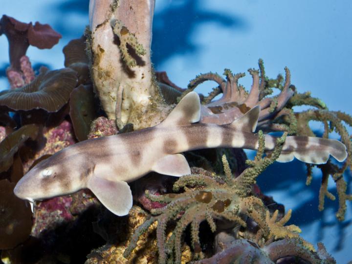 <i>Chiloscyllium punctatum</i> in the California Academy of Sciences' Shark Lagoon